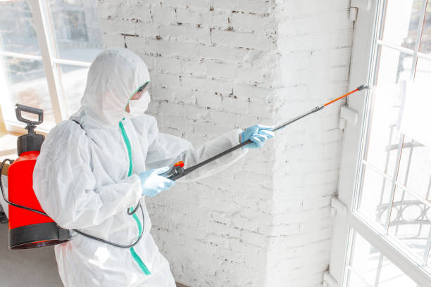 Why You Should Choose Our Mold Remediation Services in Bradford, PA